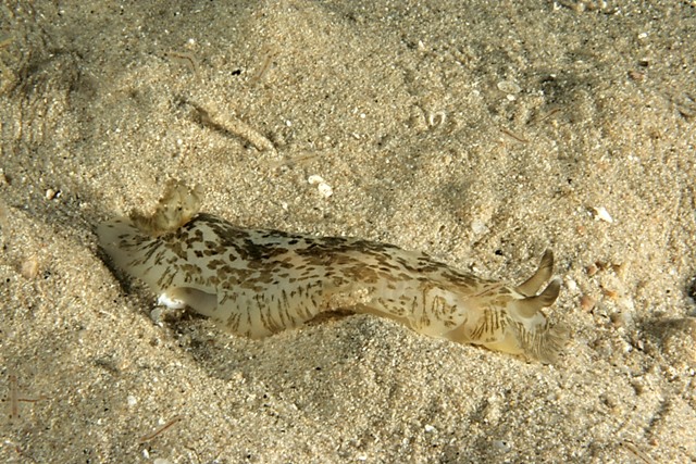 Dendrodoris grandiflora (Rapp, 1827)